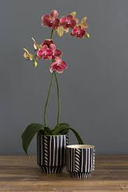 Ziva Pot 5”