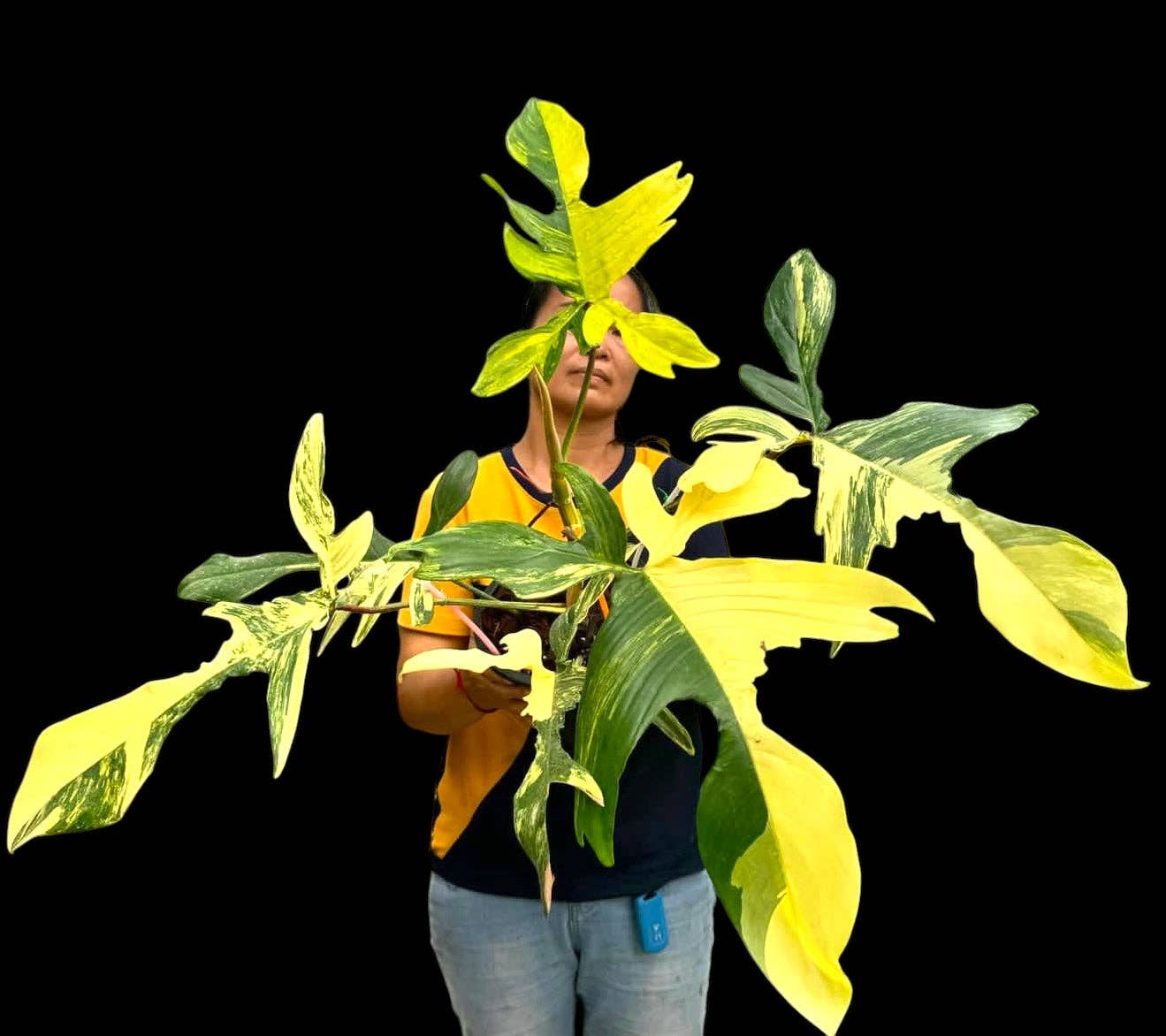 Philodendron Florida Beauty