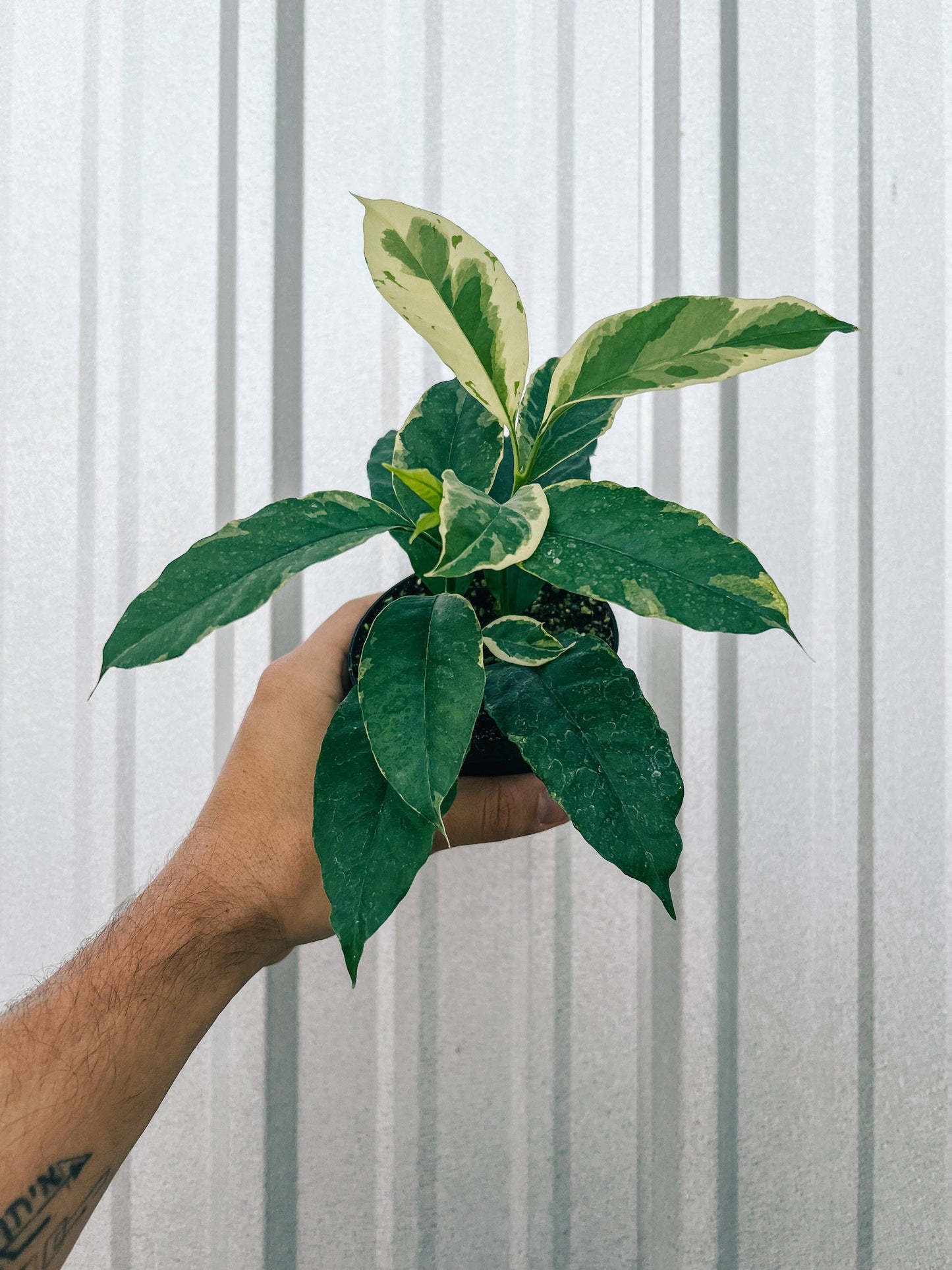 4" Variegated Hoya 'Multiflora' (Shooting Star Hoya)