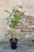 6” Lemon Lime Cane