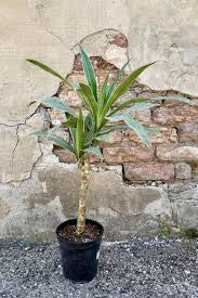 6” Lemon Lime Cane
