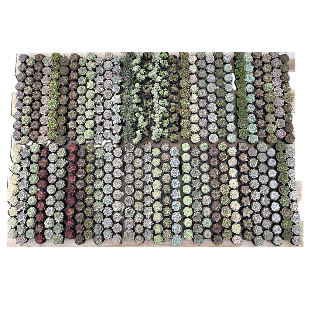 Assorted Rosettes Succulents Bulk 54 Tray - 2in Pot