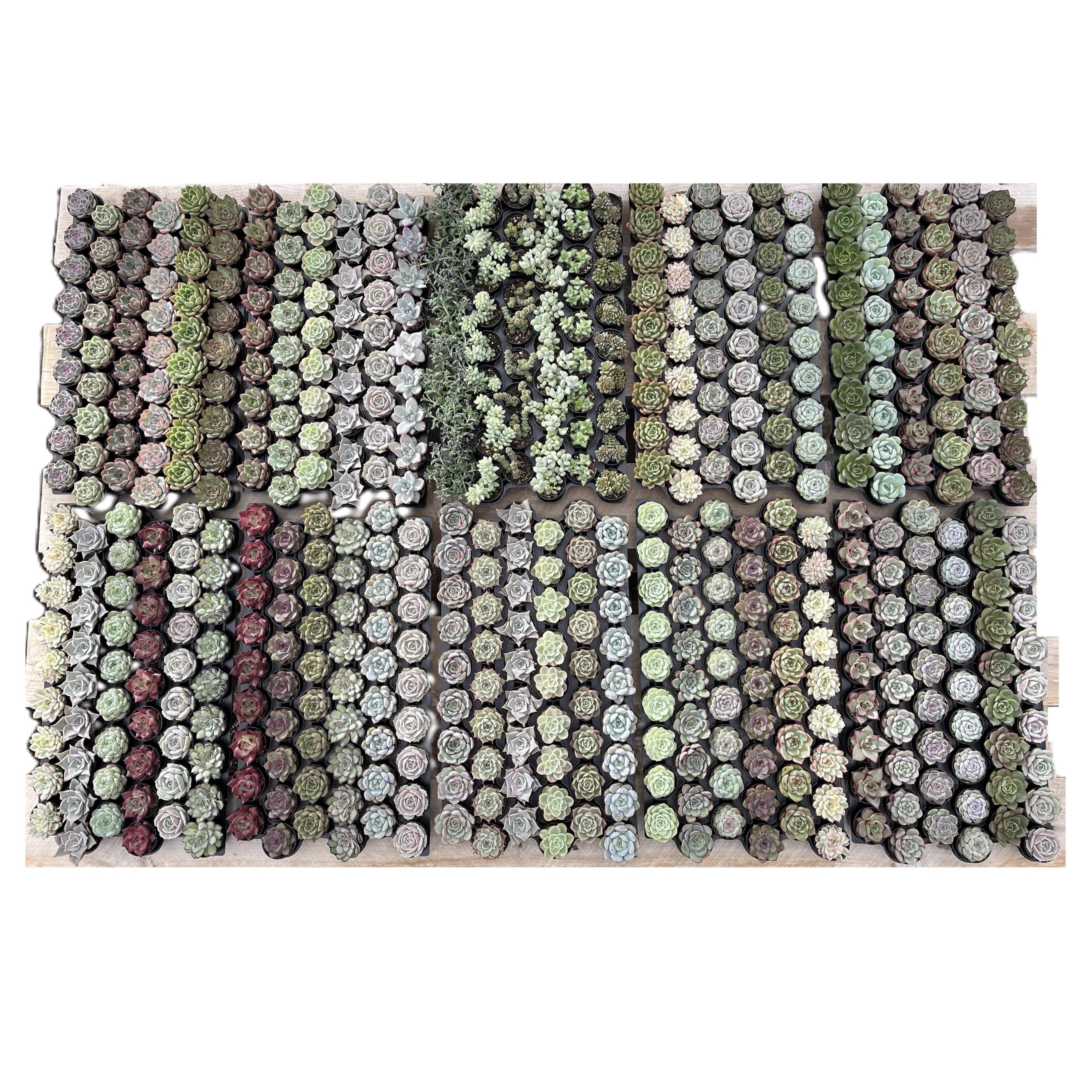 Assorted Rosettes Succulents Bulk 54 Tray - 2in Pot