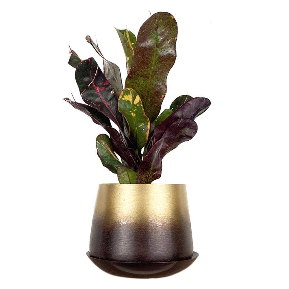Metal Two Tone Pot - Joe Drainage 3.5-5in 8 Colors