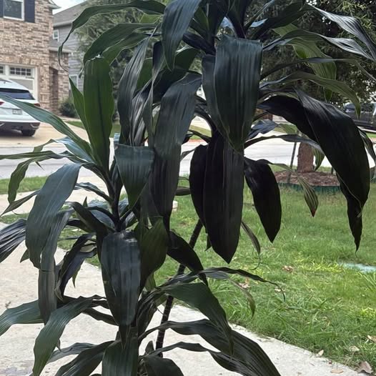 Dracaena Janet Craig
