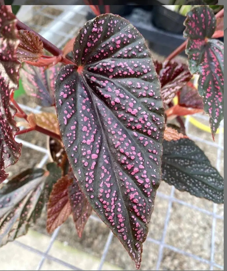 Begonia Pink Spot 5”