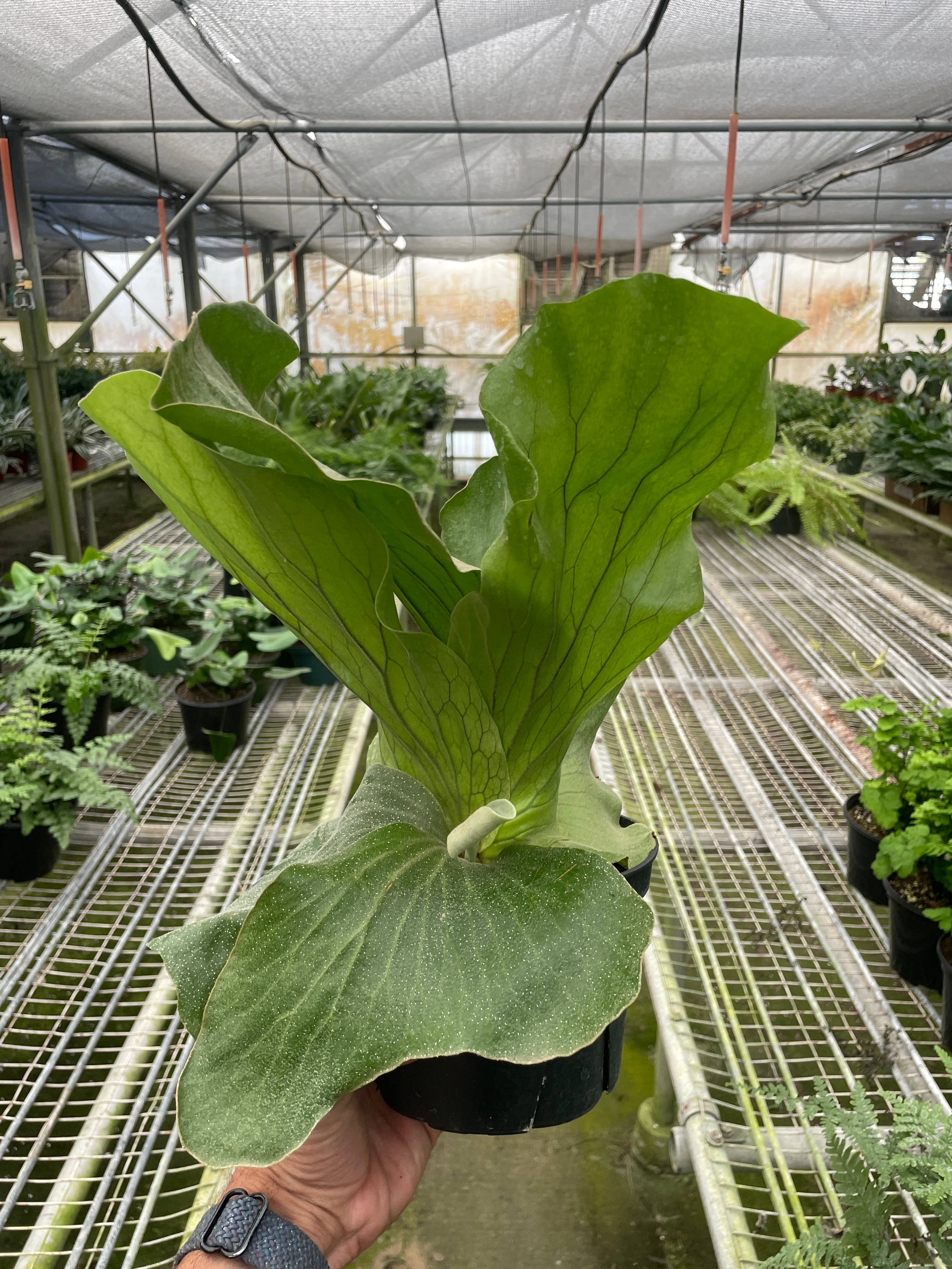 Fern 'Elephant'- 6" Pot
