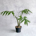 Alocasia Brancifolia