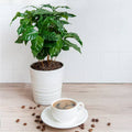 Coffee plant