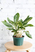 Aglaonema Golden Madonna 6”