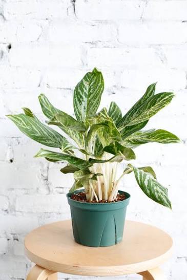 Aglaonema Golden Madonna 6”