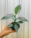 Philodendron Silver Sword