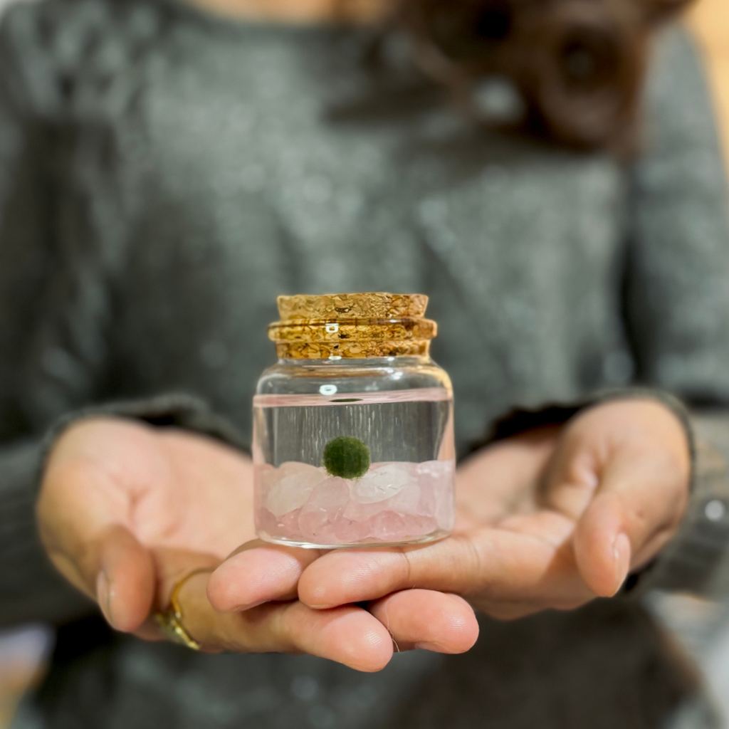 Small Marimo Moss Ball Terrarium with Rose Quartz Gemstones