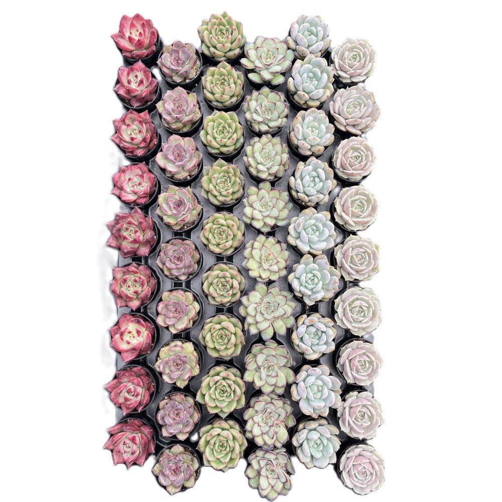 Assorted Rosettes Succulents Bulk 54 Tray - 2in Pot