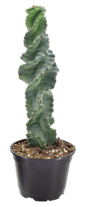 Cactus Spiralis 4 inch Grower Pot