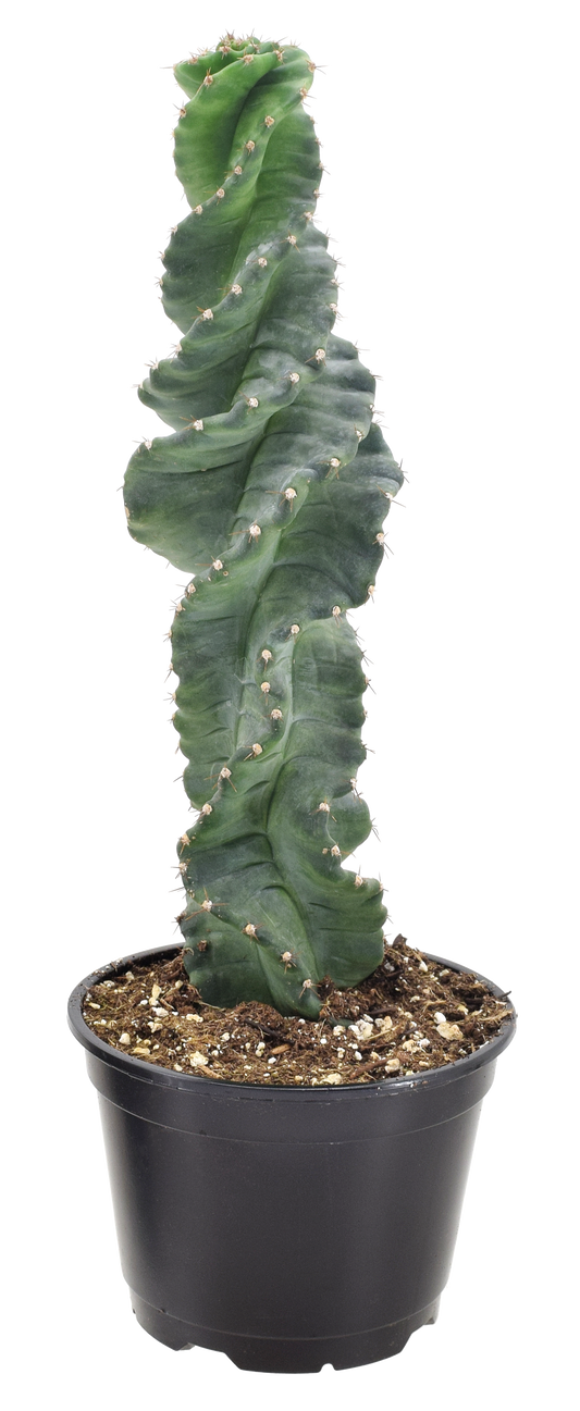 Cactus Spiralis 4 inch Grower Pot