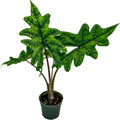 Alocasia Jacklyn 4 inch Grower Pot