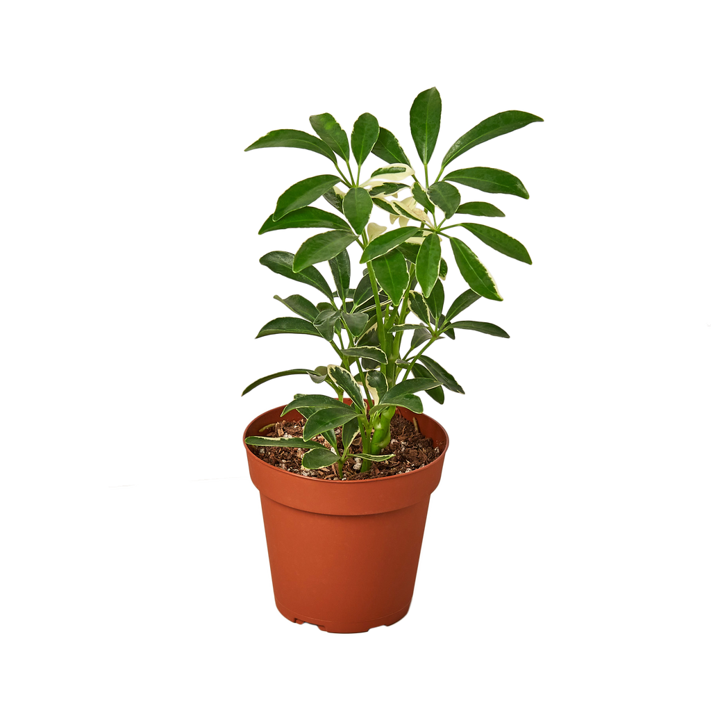 SCHEFFLERA MOONDROP 4-inch