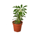 SCHEFFLERA MOONDROP 4-inch