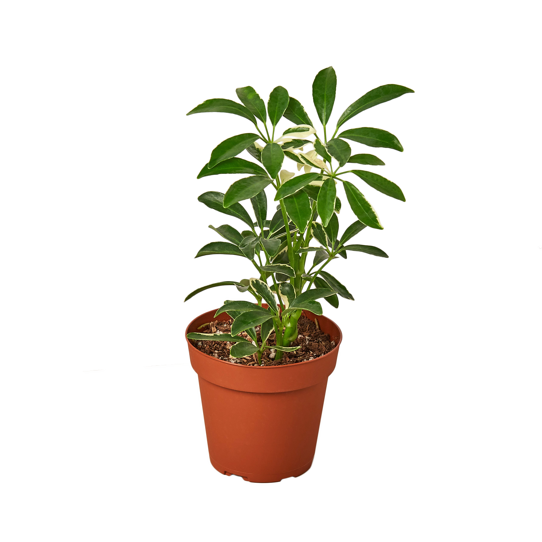 SCHEFFLERA MOONDROP 4-inch