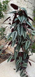 Cissus Discolor Trellis