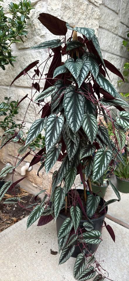 10" Cissus Discolor Trellis