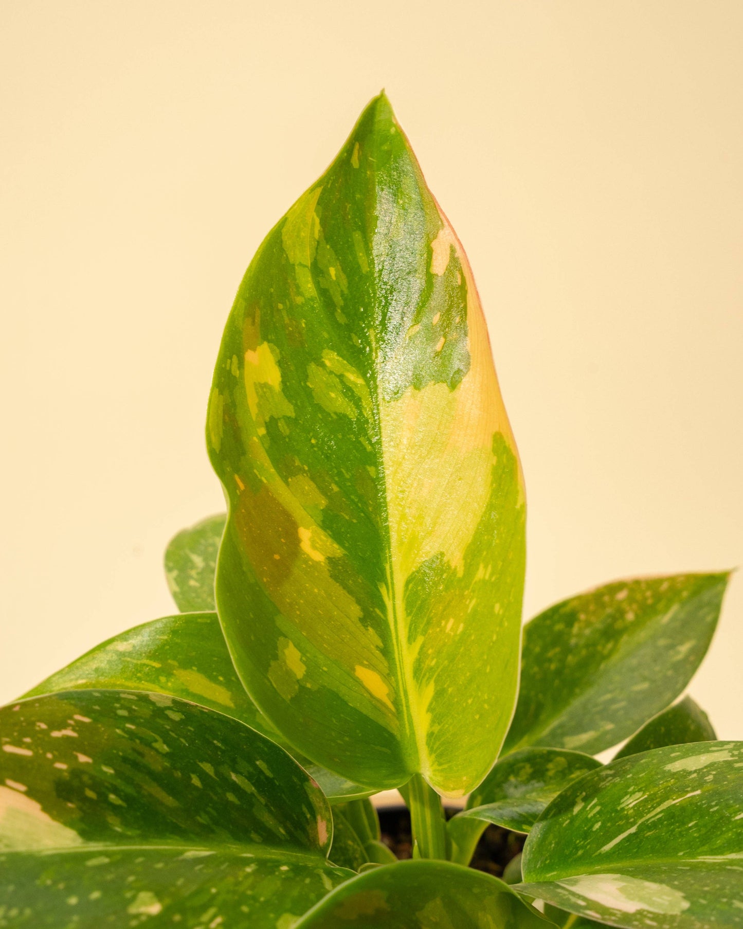 4" Variegated Philodendron Green Congo 'Copper Flame'