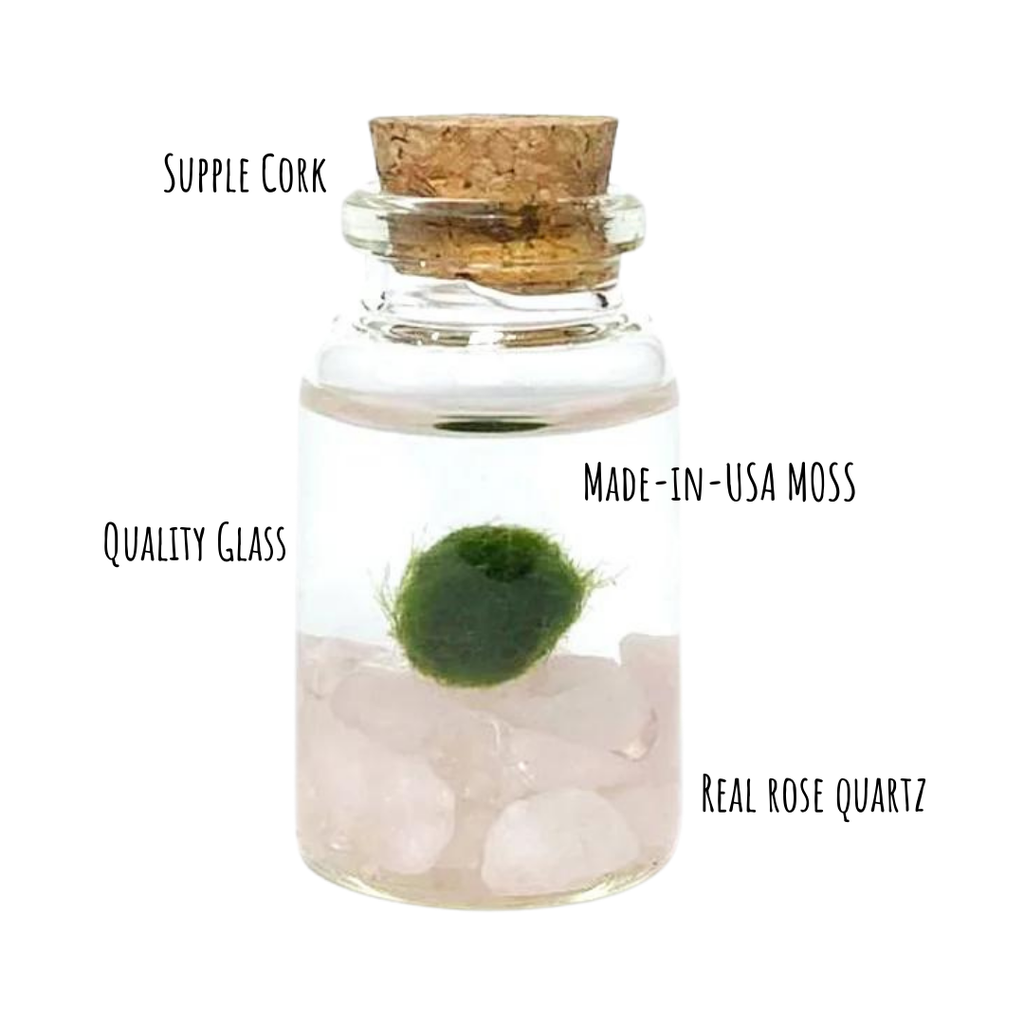 Tiny Marimo Moss Ball Terrarium with Rose Quartz Gemstones