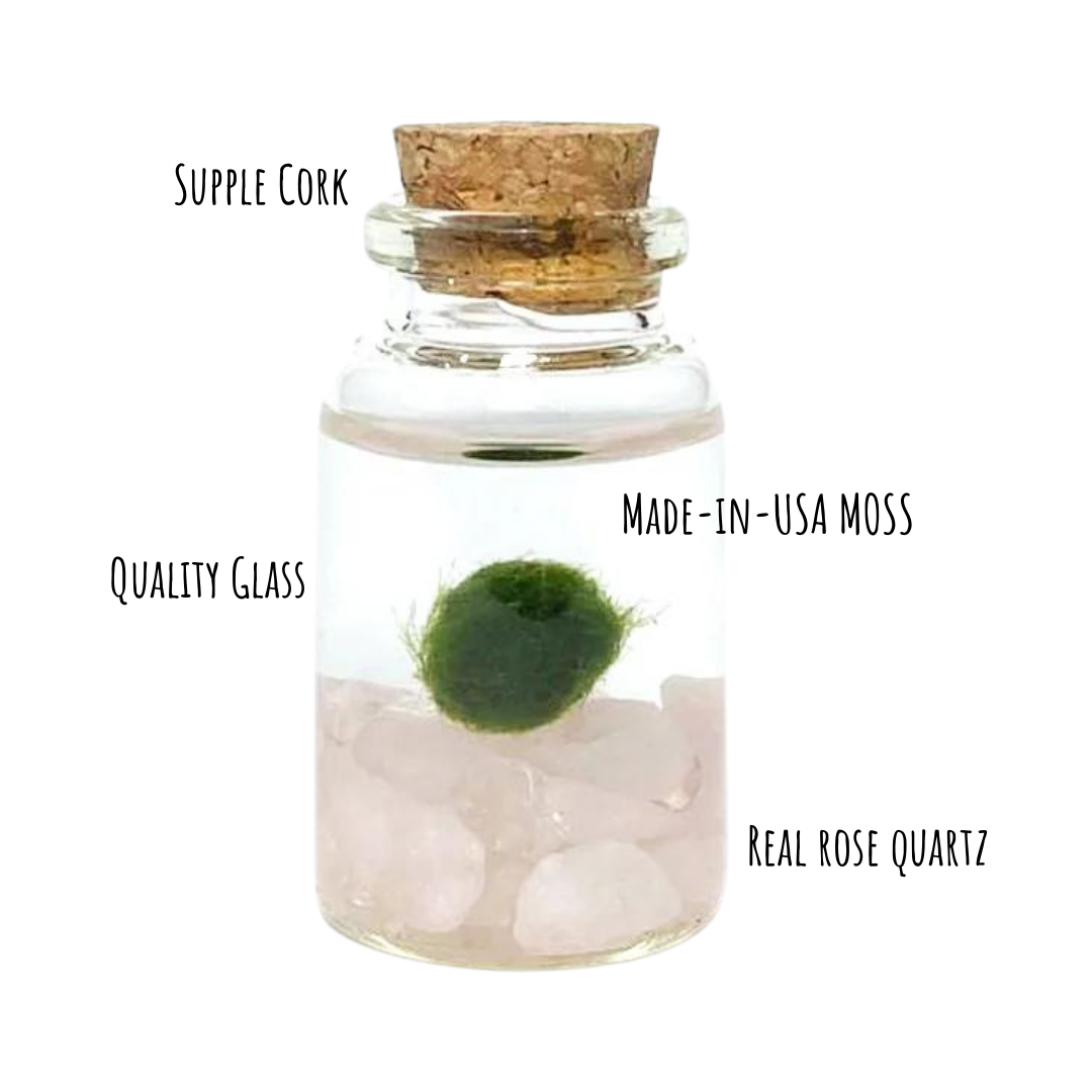 Tiny Marimo Moss Ball Terrarium with Rose Quartz Gemstones