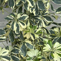 12" Schefflera Arbicola Variegated