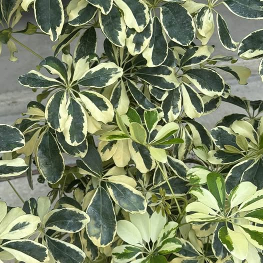 12" Schefflera Arbicola Variegated
