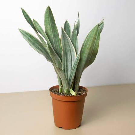 Sanseveria Sayuri