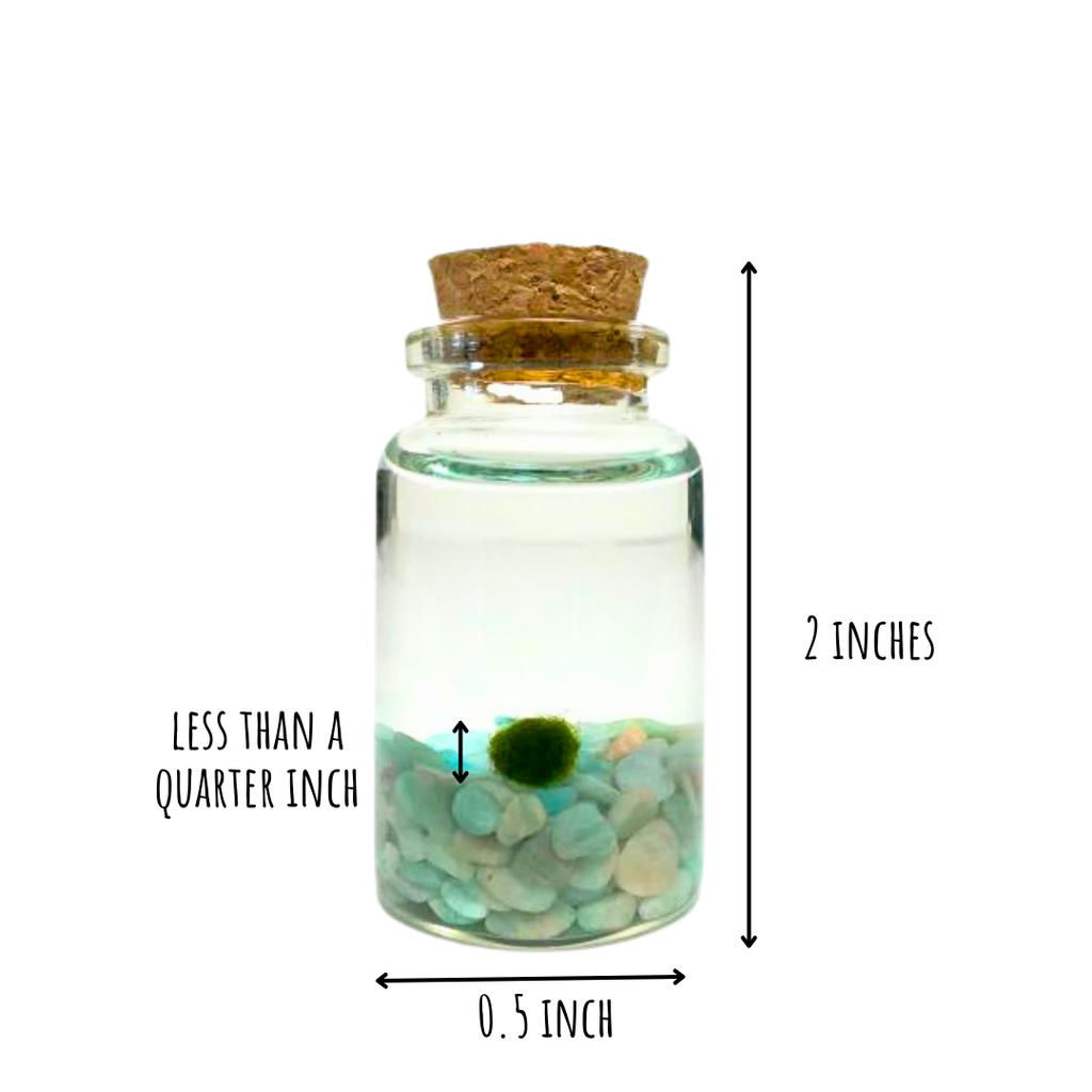 Tiny Marimo Moss Ball Terrarium with Amazonite Gemstones
