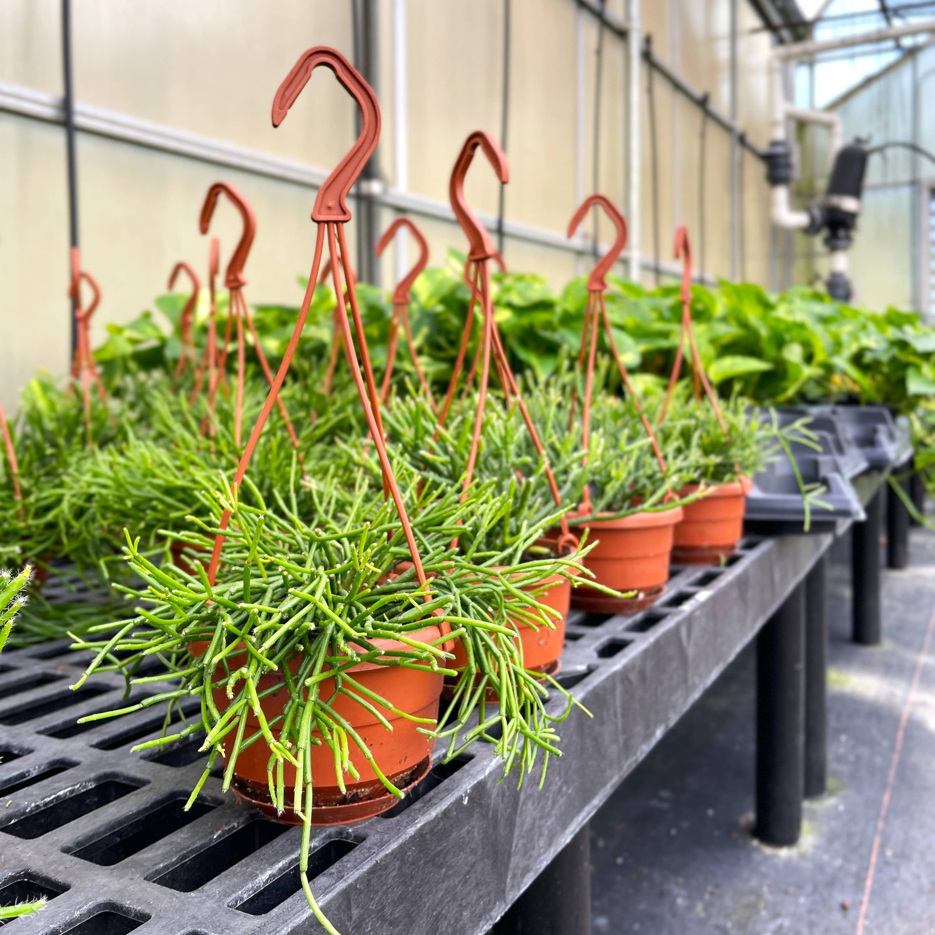 Rhipsalis Cactus Hanging Pot - 4" Live Plant