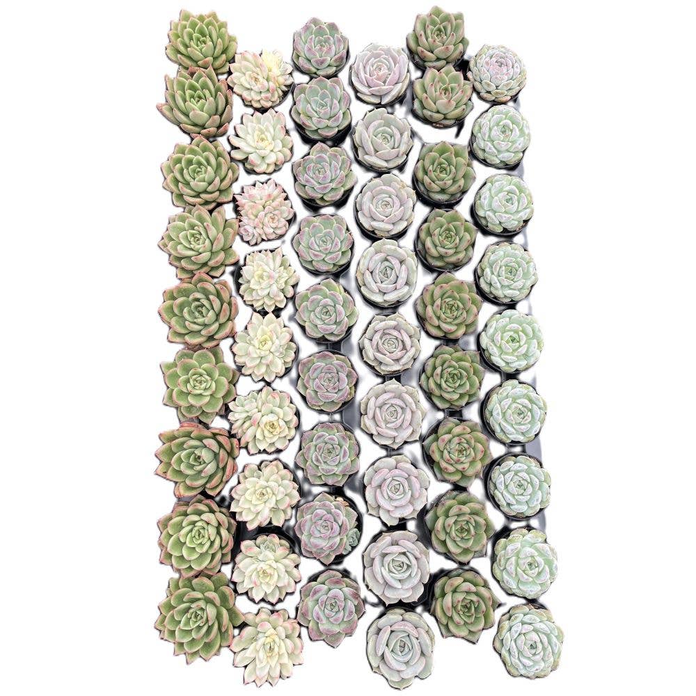 Assorted Rosettes Succulents Bulk 54 Tray - 2in Pot