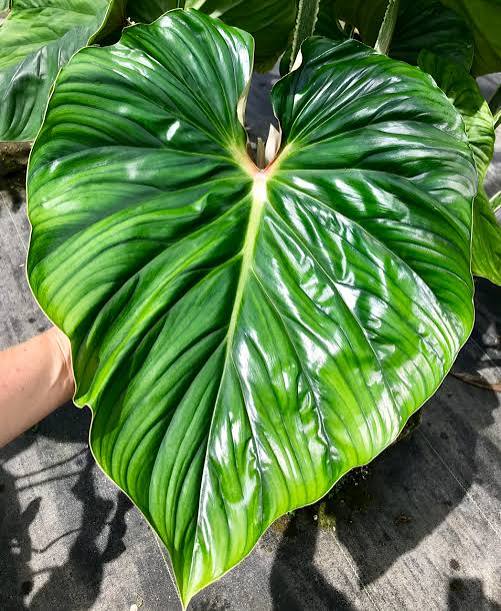 Philodendron Plowmanii