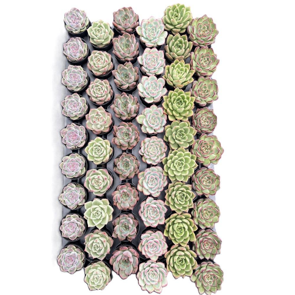 Assorted Rosettes Succulents Bulk 54 Tray - 2in Pot