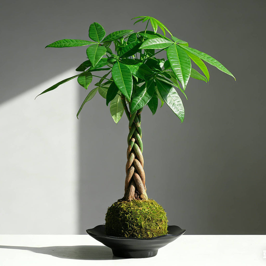 Money Tree Kokedama Braided Handcraft Moss Ball Houseplant