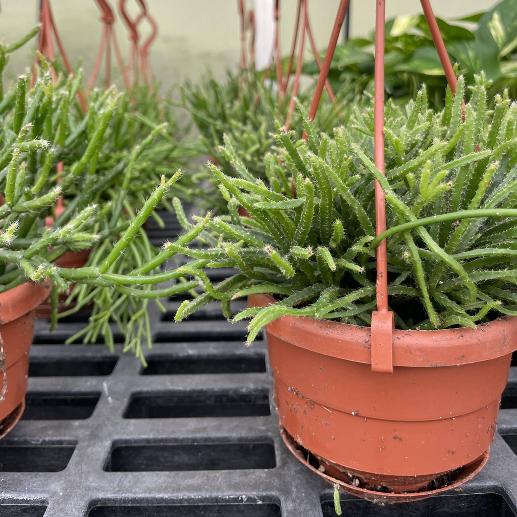 Rhipsalis Cactus Hanging Pot - 4" Live Plant