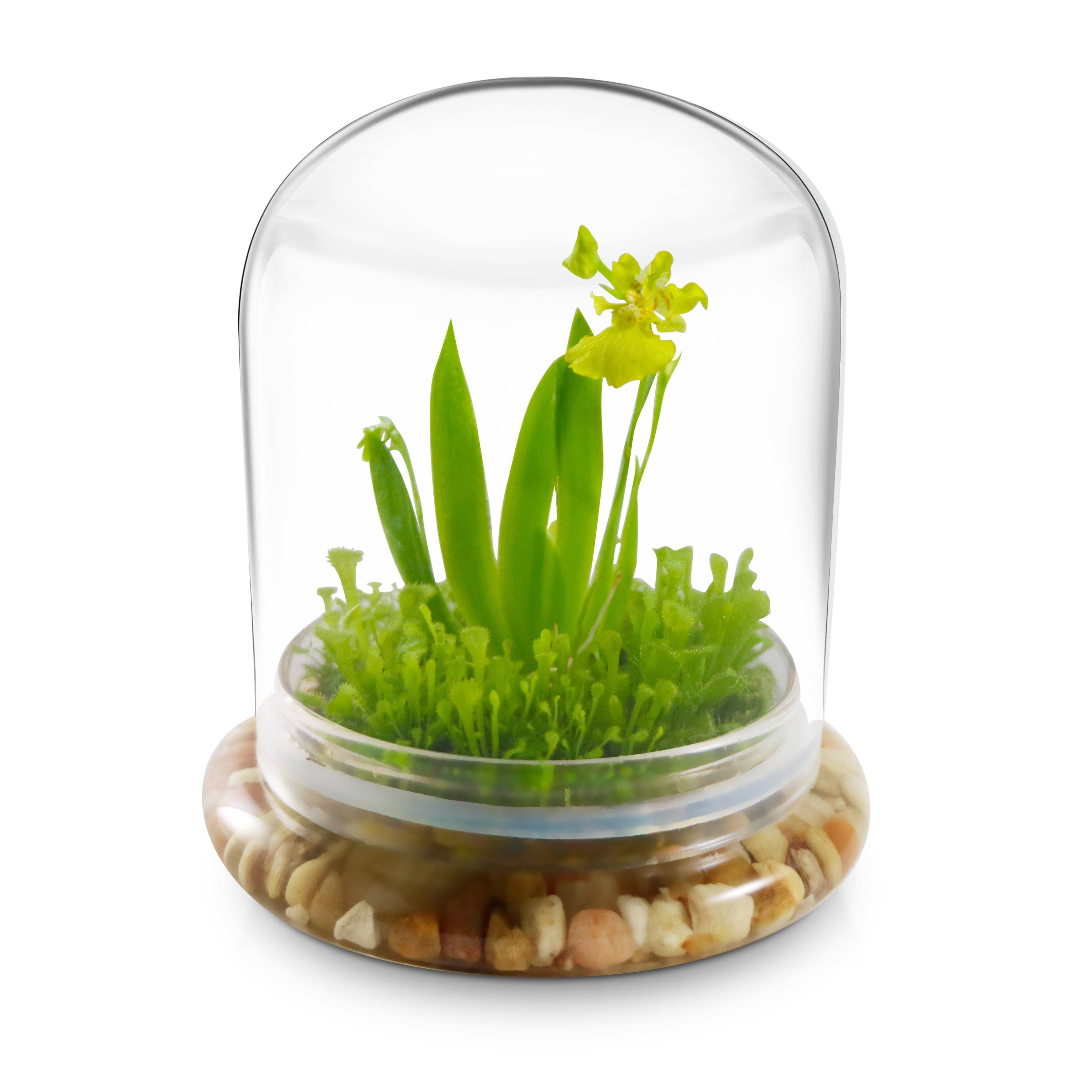 Everlasting Orchid Terrarium with Sundew Moss - Psygmorchis Pusilla – Self growing, Maintenance free, Unique Gift.