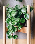 Hoya Celsea 4”