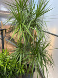 Dracaena Marg Staggered