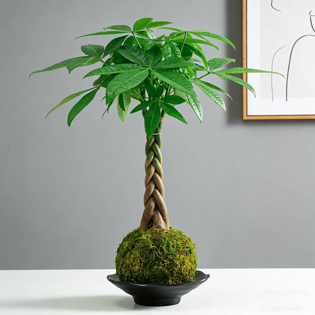 Money Tree Kokedama Braided Handcraft Moss Ball Houseplant