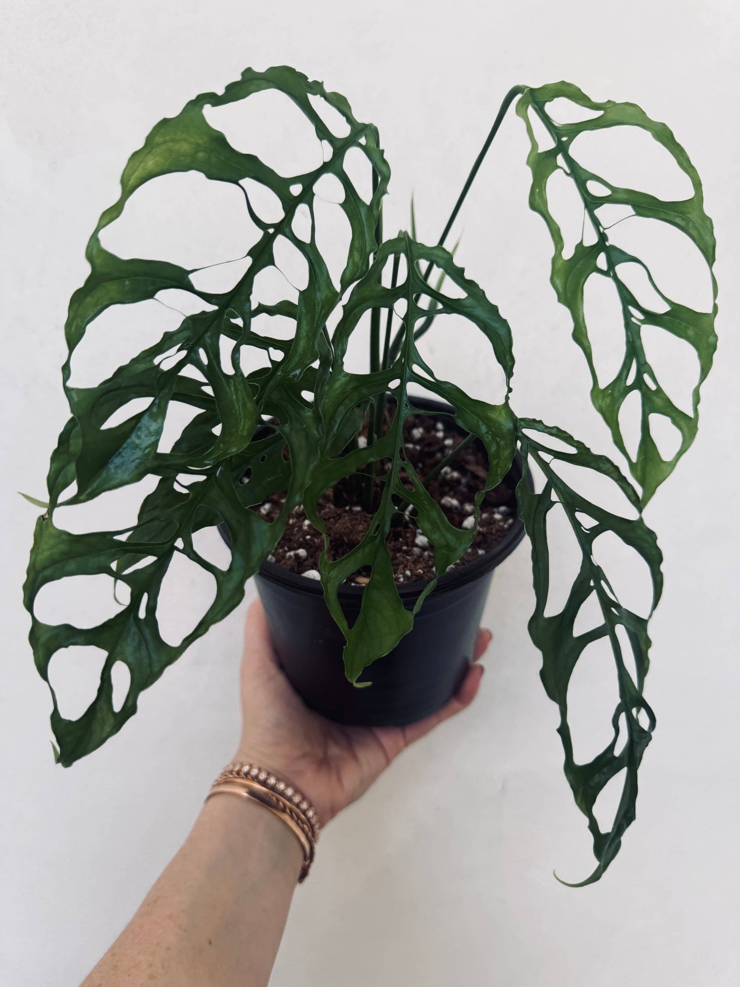 Monstera Obliqua