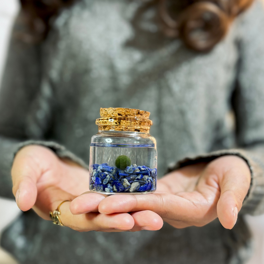 Small Marimo Moss Ball Terrarium with Lapis Lazuli Gemstones