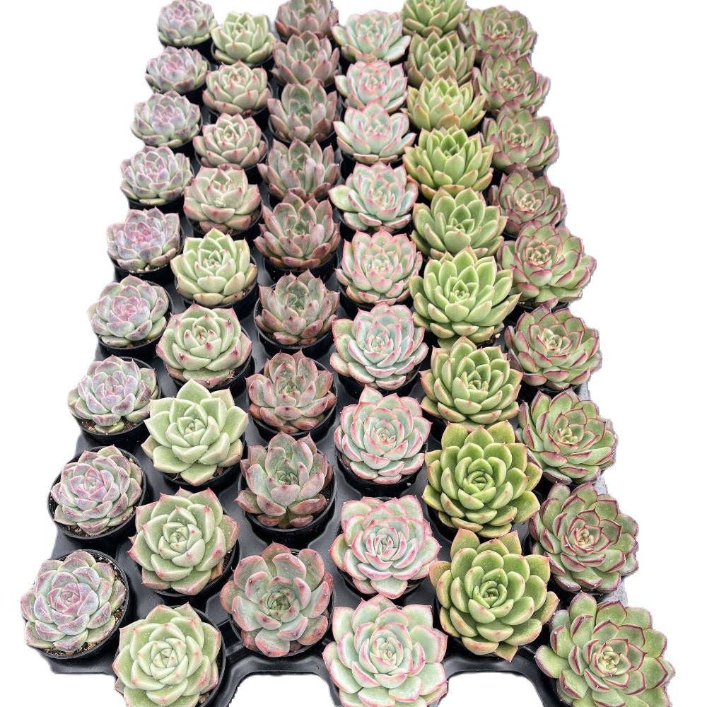 Assorted Rosettes Succulents Bulk 54 Tray - 2in Pot