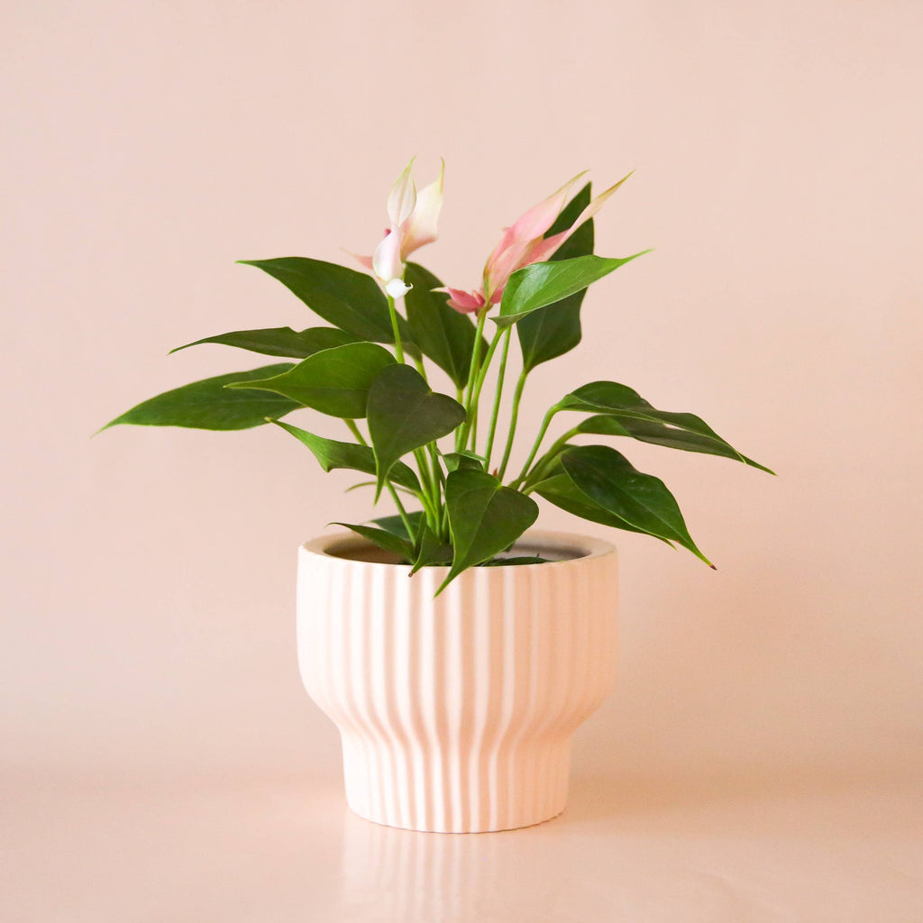 Presley Pedestal Planter | Ballerina