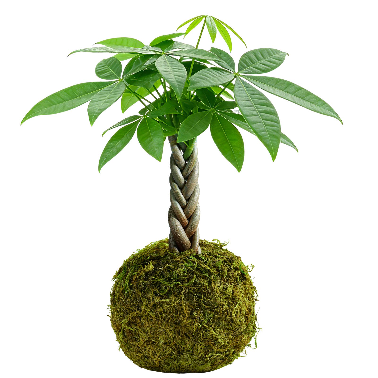 Money Tree Kokedama Braided Handcraft Moss Ball Houseplant