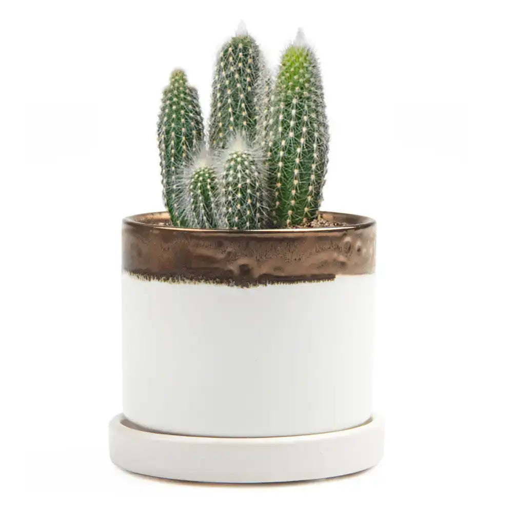 Ceramic Pot With Drainage Hole - Minute 2 Sizes 16 Colors