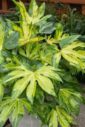 Fatsia Japonicum Camo 6”